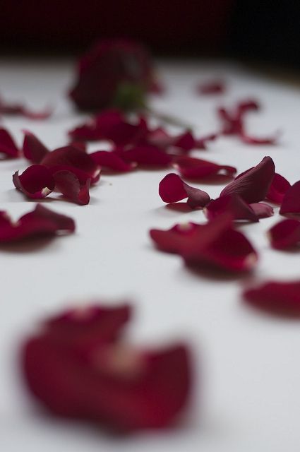 Grasse Rose